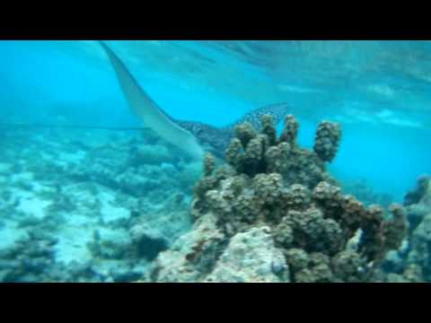 Spotted Eagle Rays