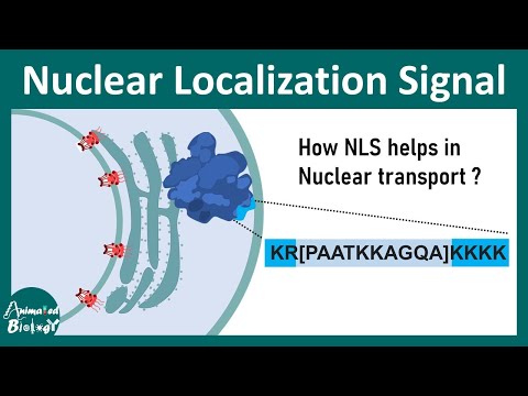 Nuclear Localization Signal (NLS) | Transport of nuclear protein in the nucleus | Nuclear import