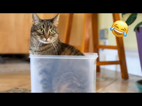 Cute and Funny Animal Videos to Brighten Your Day