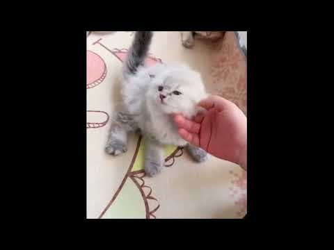 小さな子猫があなたの愛を捕らえます♥