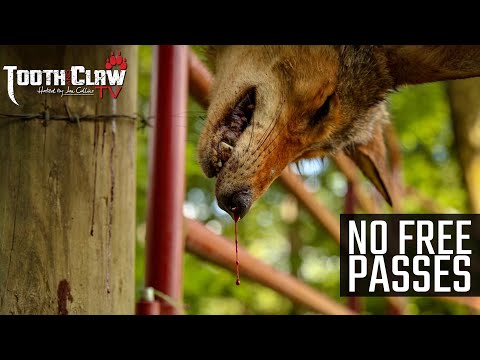 No Free Passes - Coyote Hunting