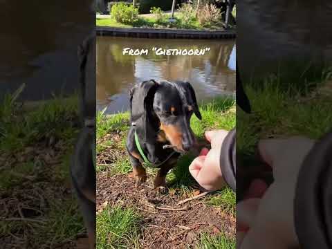 Dachshund collects souvenir sticks to bring home!