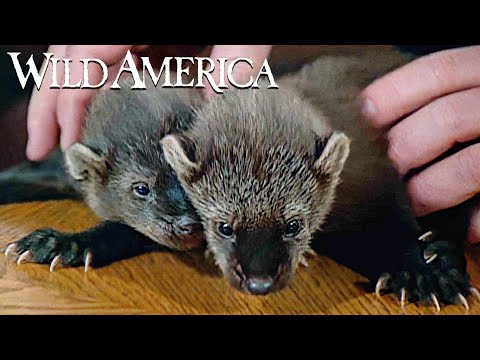 Wild America | S5 E4 Fishers In The Family Part 2 | Full Episode HD