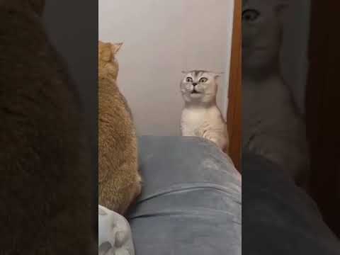 IS THIS CAT SINGING?? #Shorts  🐾 Shorts Funny Animals 😹 Shorts Animals#Shorts Cats