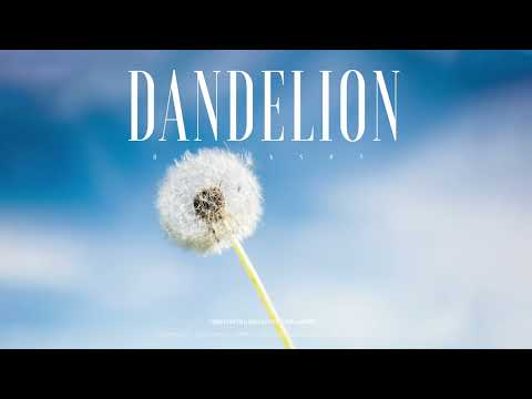 #195 Dandelion (Official)