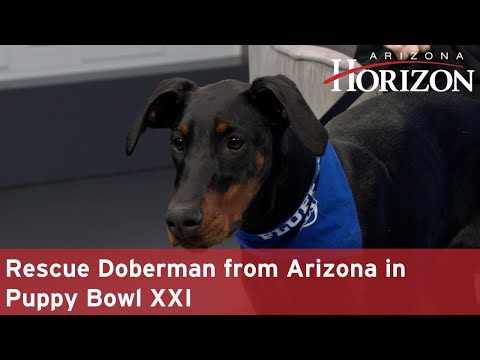 Rescue Doberman from Arizona in Puppy Bowl XXI