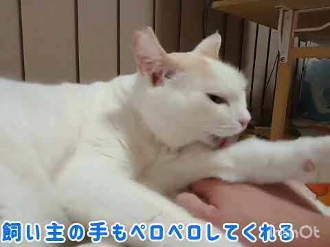 飼い主の手に手を置いてペロペロする