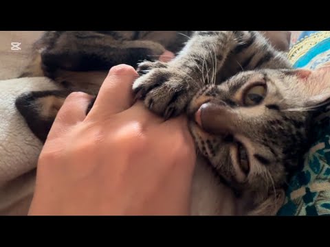 Tabby kitten is so cute but not so friendly| morning with tabby #kitten #cat #funnycats