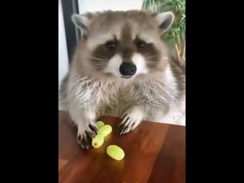 These grapes are mine 😂 #Cute #Animals #Funny