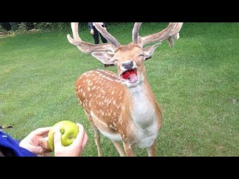 Animals BEST Friends | 1 hour of funny Animals 😂😘😎  | New Funny Animals Video 2025