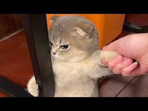 New Funniest Cats And Dogs Videos 😁 Best Of The 2025 Funny Animal Videos 😁  Cutest Animals Ever Ep 2