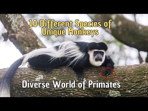 🐒 10 Different Species of Monkeys 🐵 All Types of Monkeys in The World