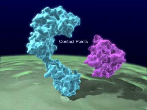 Interleukin 1 binding but to the halo theme