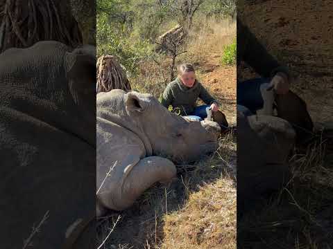 Successful conservation operations take a full team - and careful timing! 🦏🌍