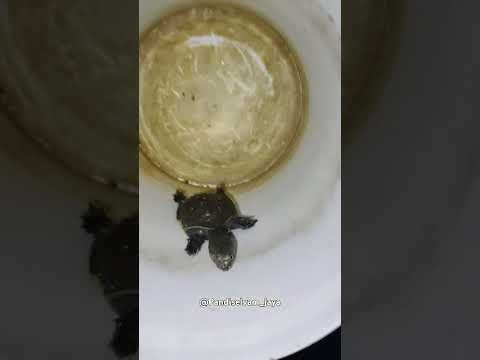 #Rain Time rescue to Farm land #turtle #turtles #turtlerescue #rescue #rescueturtle #aamai #1k