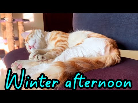 Cute cats enjoying winter afternoon| funny cats| cats relaxing video