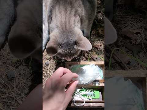 A cat guards geocache in a CREEPY statue!