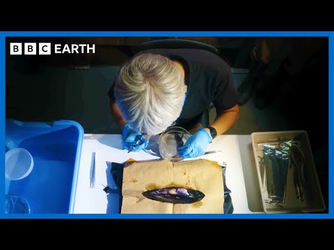 Scientists Create Artificial Shark Womb | Asia | BBC Earth Science