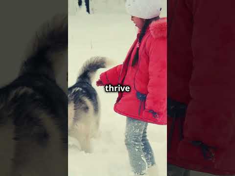 The EASY Way to Fall in Love with Huskies Without Leaving Home