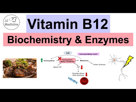 Vitamin B12 & Why We Need It | Biochemistry, Absorption, & Important Enzymes