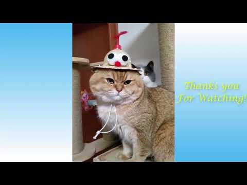 Funniest Animals - Best Of The 2021 Funny Animal Videos, Funny or not