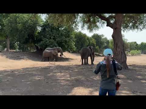 Brooke Photographing Elephants! 🌍