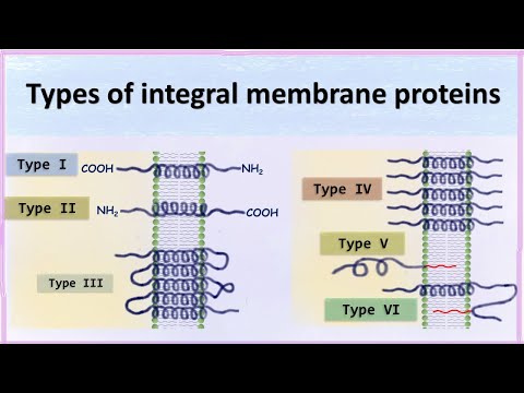 Types of integral membrane proteins