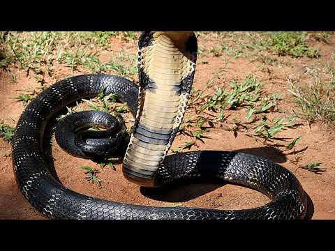 Where is the world's longest king cobra found?