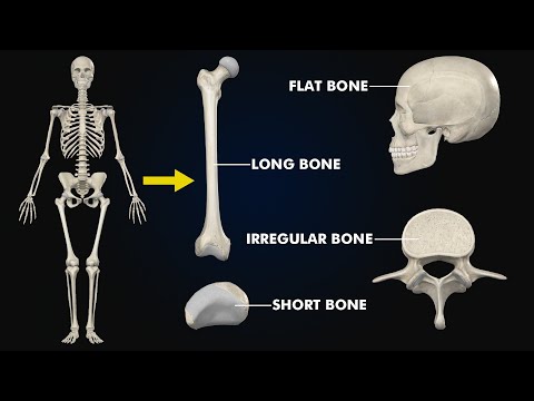 Types of bones: (Long, short,Flat,irregular & Sesamoid bones) 3d illustration