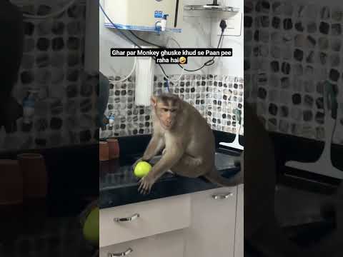 Monkey drinks water from tap. #monkey #animal #funny #comedy #videos