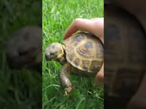 Hungry Turtle or Earth Friendly Weed Control? BOTH! #NatGeoKids