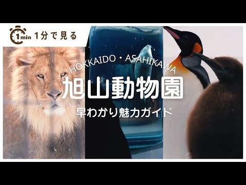 旭山動物園の魅力を再発見！迫力の動物たちを見に行こう