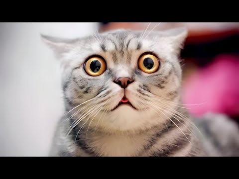 Crazy Cute Animal Antics That Will Brighten Your Day!