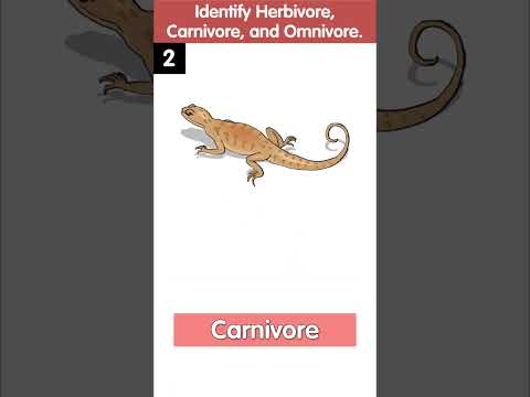 Identify the Herbivores, Carnivores, and Omnivores | Quiz Time | Science Quiz for Kids