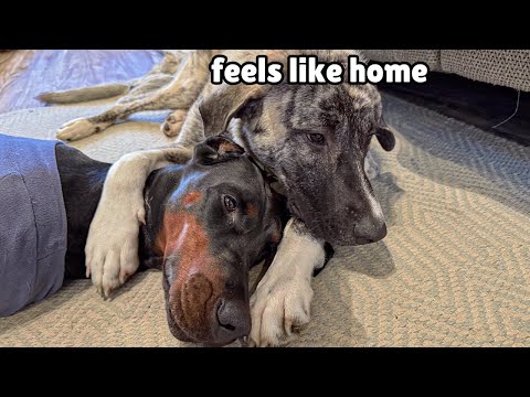 Watch How this Rescue Dog Finds Her Best Friend