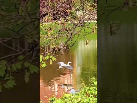 flight of a heron #city #heron  #park #animalsinthetown