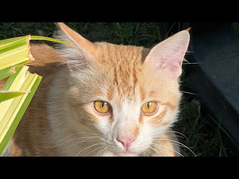 Ruffles                 is live with ginger tabby’s adventures #cat #cats