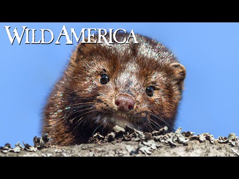 Wild America | S7 E5 Minnesota Mink | Full Episode HD