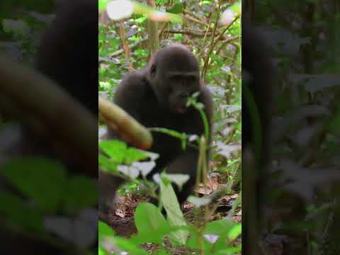 Gorillas are strict vegetarians 🥒🥬🥦 #AmazingAnimals #NatGeoKids