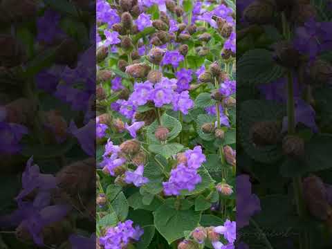 പരുന്തുംപാറയിലെ നീലവസന്തം 🦋#neelakurinji #idukki #parunthumpara