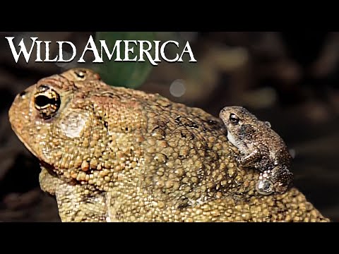 Wild America | S5 E9 Wild Babies | Full Episode HD