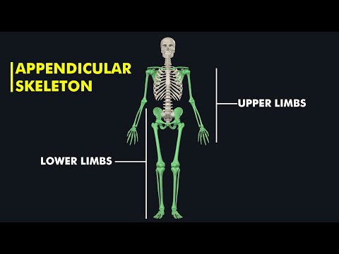 Appendicular skeleton Anatomy & Physiology: 3d animation