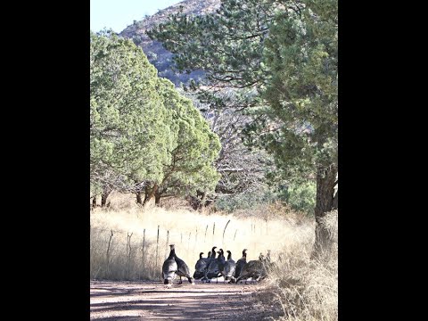 Chiricahua Mountain water tank in south east Arizona along the creek. Owls Lions Bears  birds deer