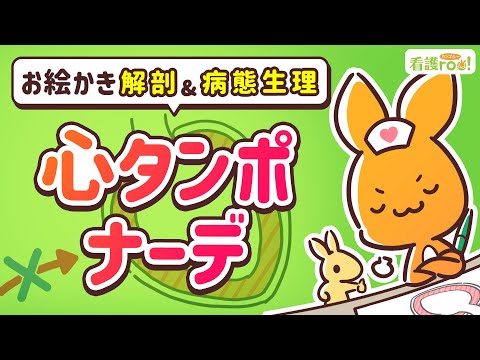 【循環器系】心タンポナーデ｜お絵かき解剖＆病態生理