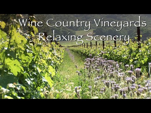 Wine Country Vineyards - Relaxing Winery Landscapes & Nature Sounds