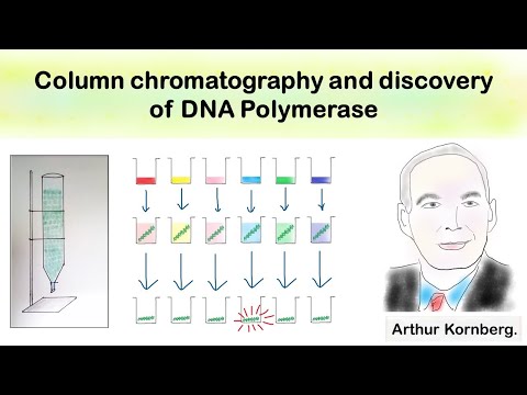 Column chromatography and discovery of DNA polymerase