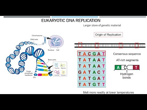 Eukaryotic DNA Replication