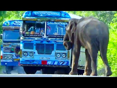 Sri Lankan BUS Vs Sri Lankan Wild ELEPHANT 2024