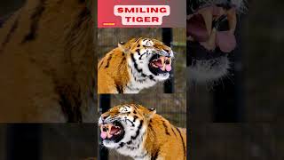 The Grinning Predator: A Tiger's Unexpected Smile #tiger