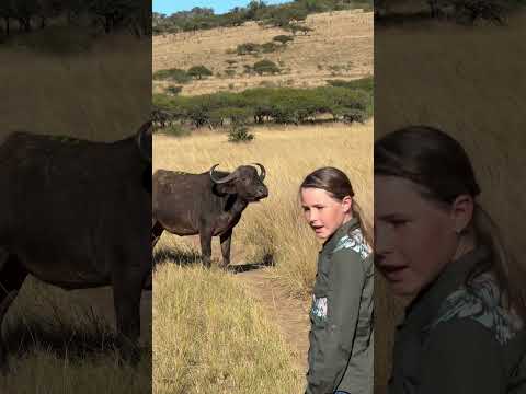 This huge buffalo is being sent on its way after processing  - we have to be very careful! 🦬🌍